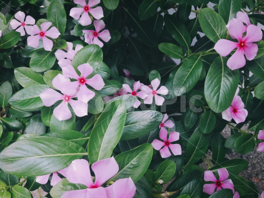 꽃,핑크,색감,감성,자연,식물,자연,plants,nature,꽃,flower
