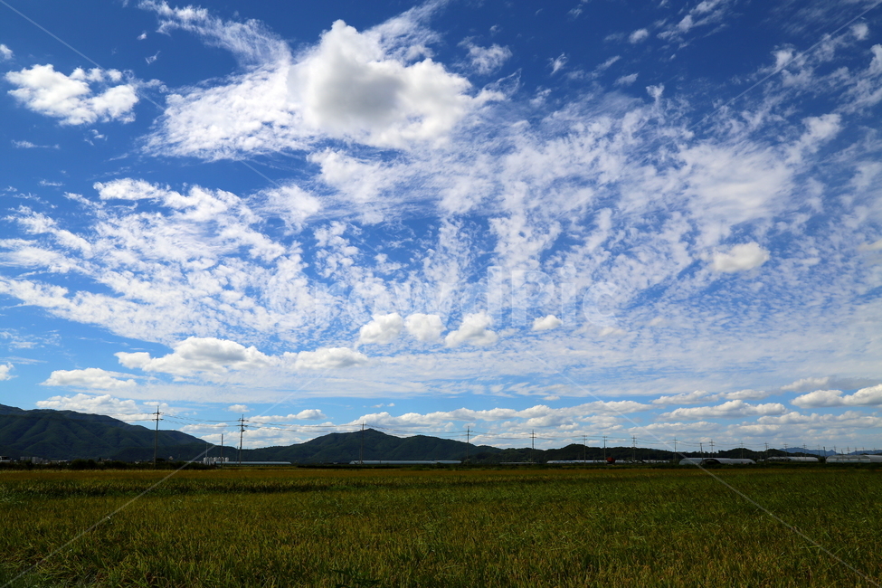 구름,하늘,들판,풍경,가을,자연,풍경,nature,landscape,한국자연풍경,한국자연경관,korea nature landscape,시골,마을,country,rural,town,outdoors,옥외,weather,날씨,cumulus,적운,cloud,sky