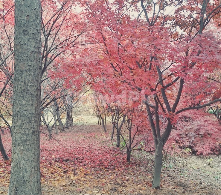 자연,가을,단풍,빨강,숲,나무