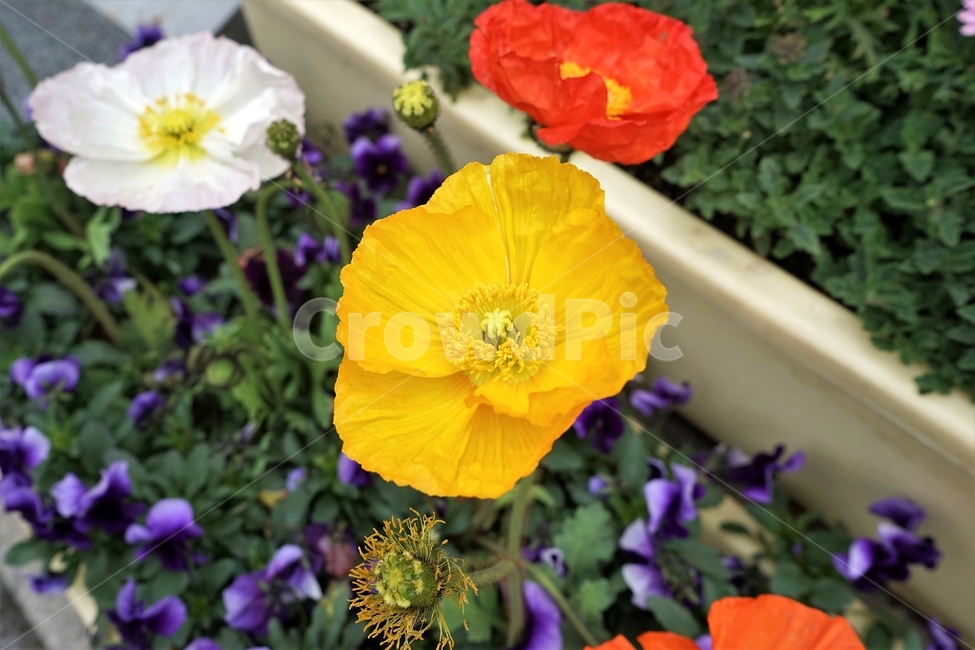 봄,꽃,꽃송이,원예,자연,아름다움,향기,spring,season,flower,floreal,bloom,nature,garden,노랑,꽃잎,beautiful,plant,식물,자연,plants,nature,꽃,flower