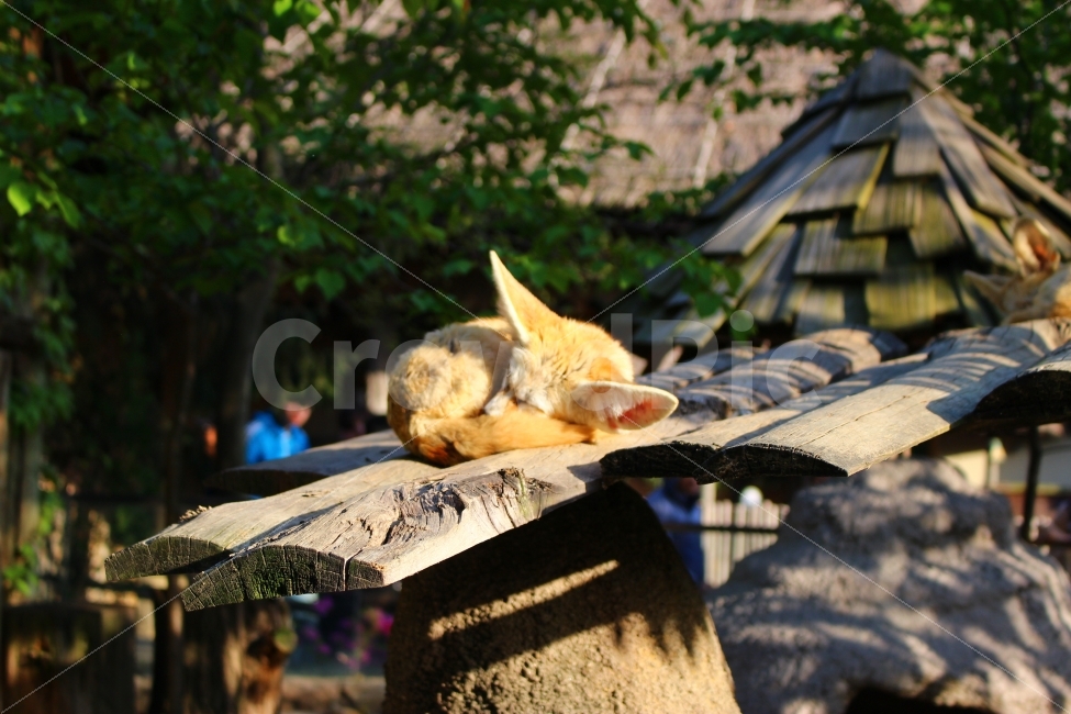 동물원,공원,놀이동산,사막여우,여우,휴식,힐링,rest,relaxation,healing,동물,animal,포유류,mammal