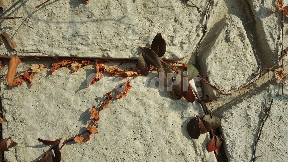 식물,자연,도시,담쟁이,벽,겨울,낙엽,식물,자연,plants,nature