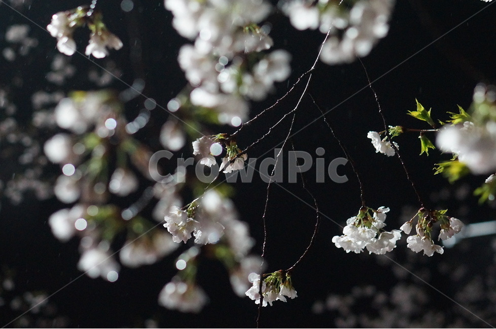 벚꽃,야경,밤,흰색,풍경,봄,봄,계절,spring,season,야경,밤,풍경,nightscape,night,landscape,식물,자연,plants,nature,꽃,flower