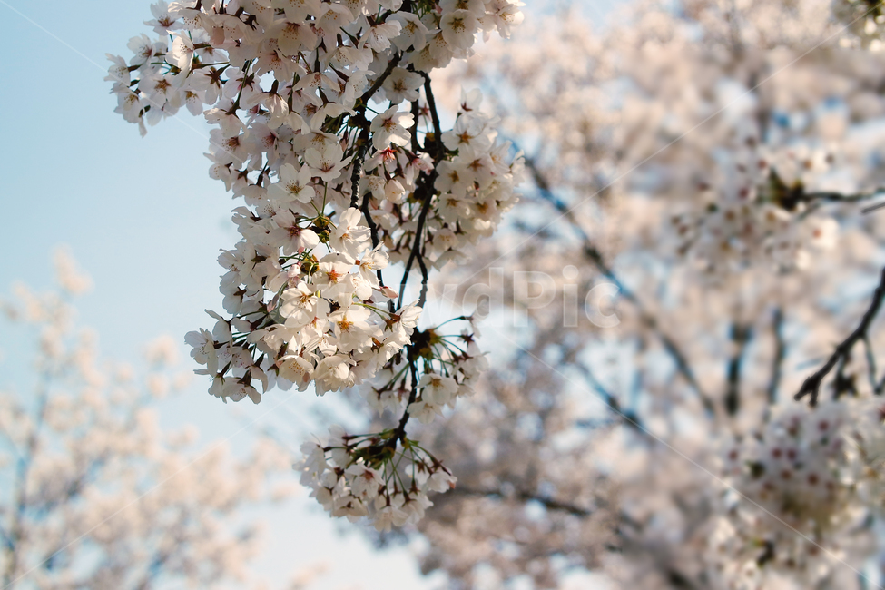 벚꽃,꽃,자연,식물,하늘,나무,cherryblossoms,sky,nature,flower,plant,tree,힐링,healing,landscape,scenery,scene,view,sight