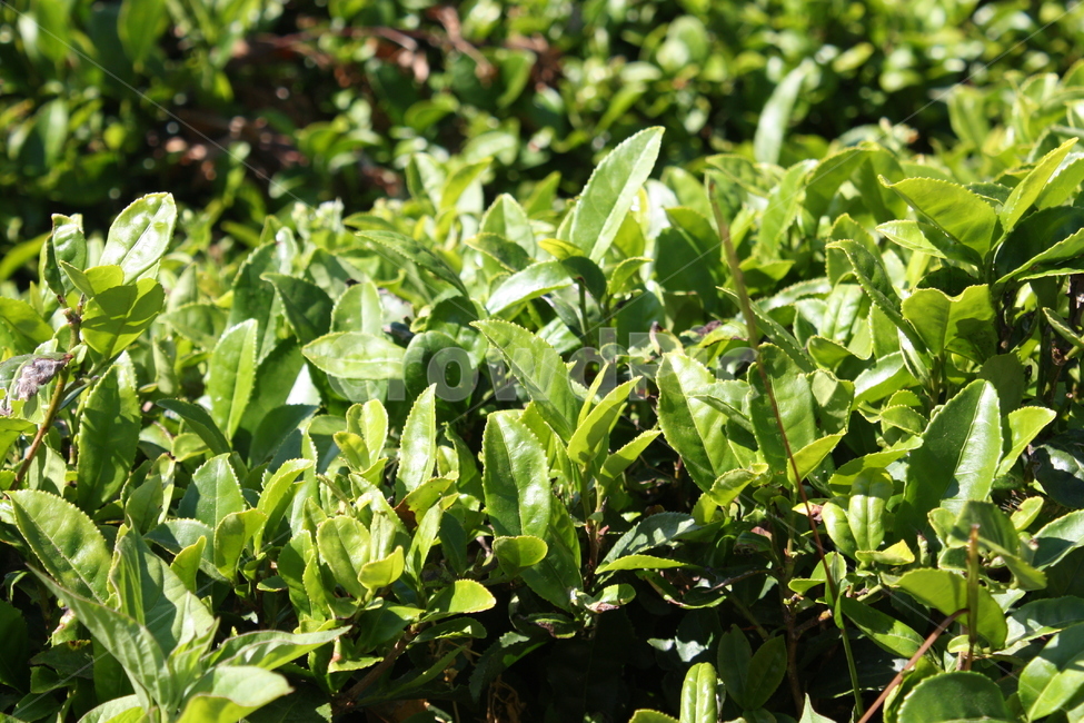 초록,녹차,녹차잎,시골,배경,자연,식물,자연,plants,nature