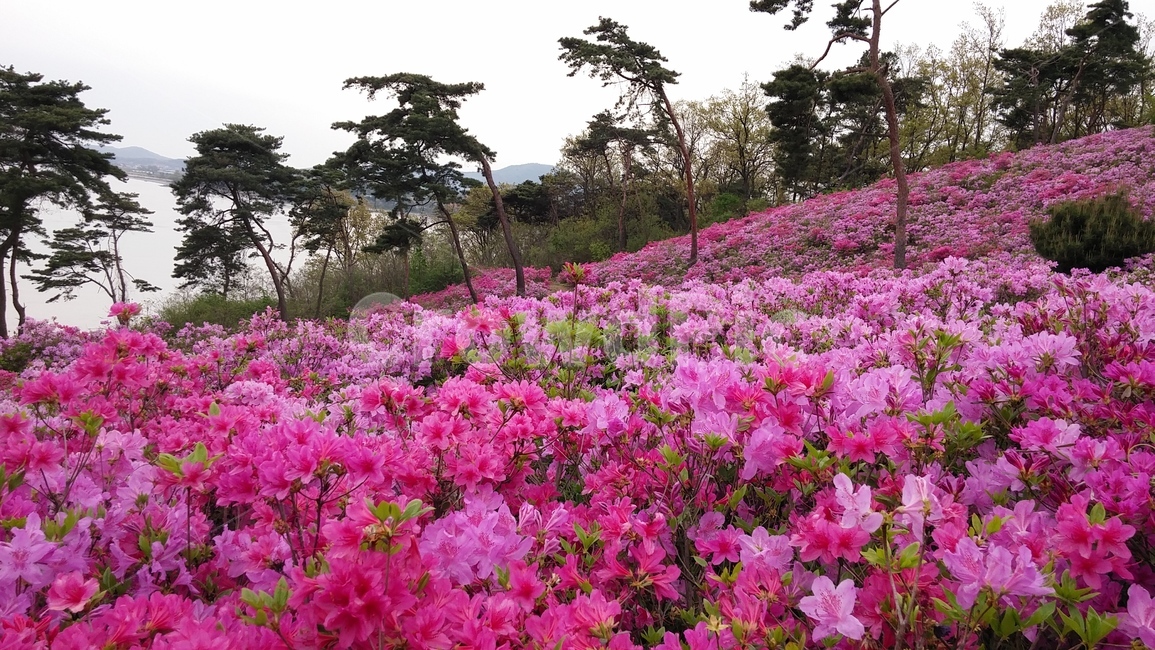 철쭉,봄꽃,나들이,강화도,royalazalea,식물,자연,plants,nature,꽃,flower