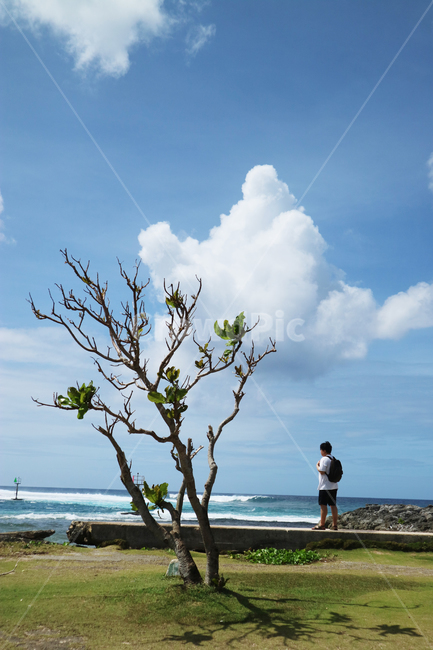 나무,혼자,나홀로,여행,바닷가,하늘,구름,sky,cloud,travel,alone,tree,남자,자연,풍경,nature,landscape,outdoors,옥외,wood