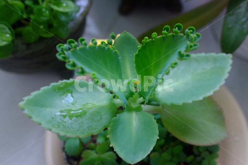만손초,다육식물,관엽식물,식물,motherofthousands,kalanchoelaetiren,클론,버드