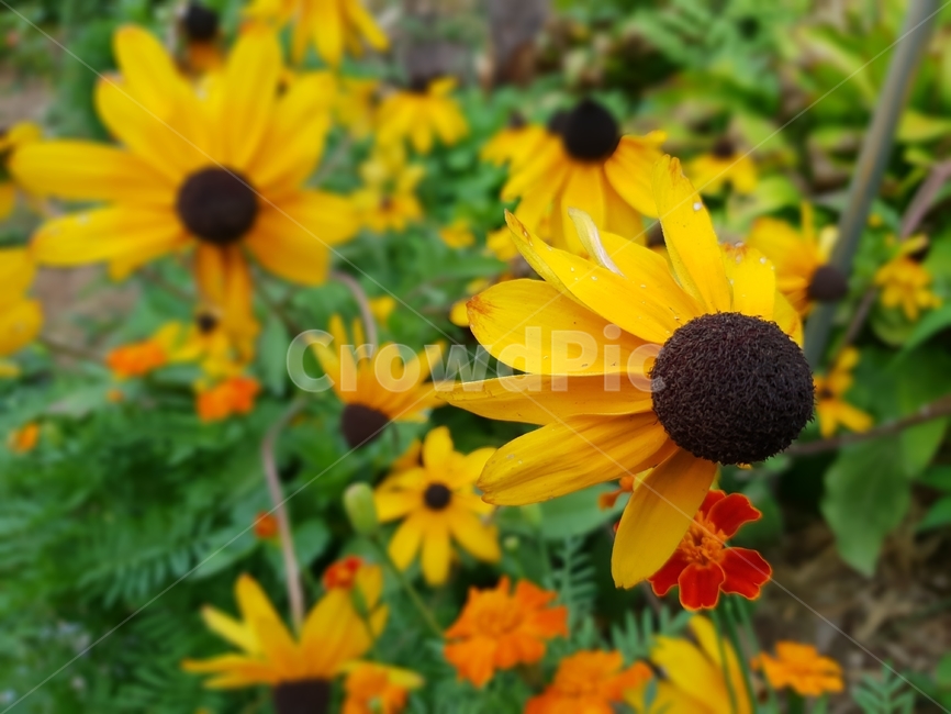 루드베키아,꽃,식물,자연,노란색,nature,plants,green,flower,yellow,ludovicia,식물,자연,plants,nature,꽃,flower