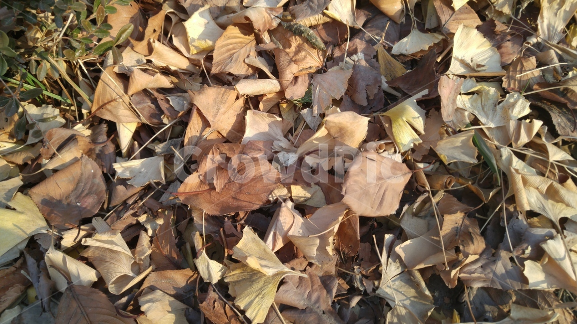 낙엽,나뭇잎,잎,마른잎,식물,leaf