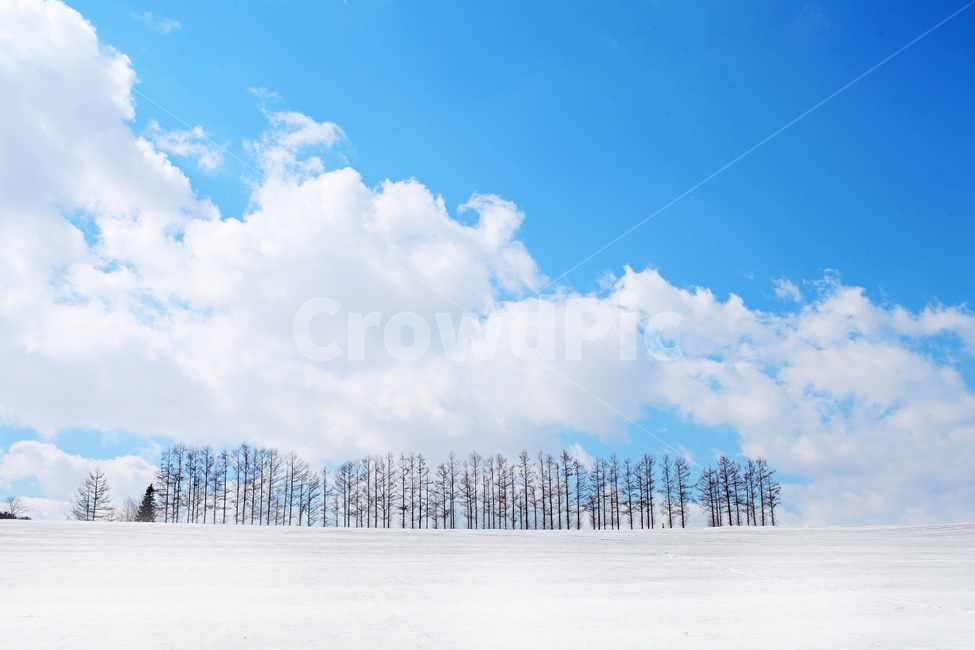 설경,비에이,설원,겨울,자연,풍경,세계,눈,설산,sapporo,biei,winter,겨울,계절,winter,season,자연,풍경,nature,landscape,해외,외국,세계,foreign,oversea,world,세계자연풍경,해외자연풍경,외국자연풍경,world nature landscape,식물,plants,나무,trees,wood,outdoors,옥외,tree,plant