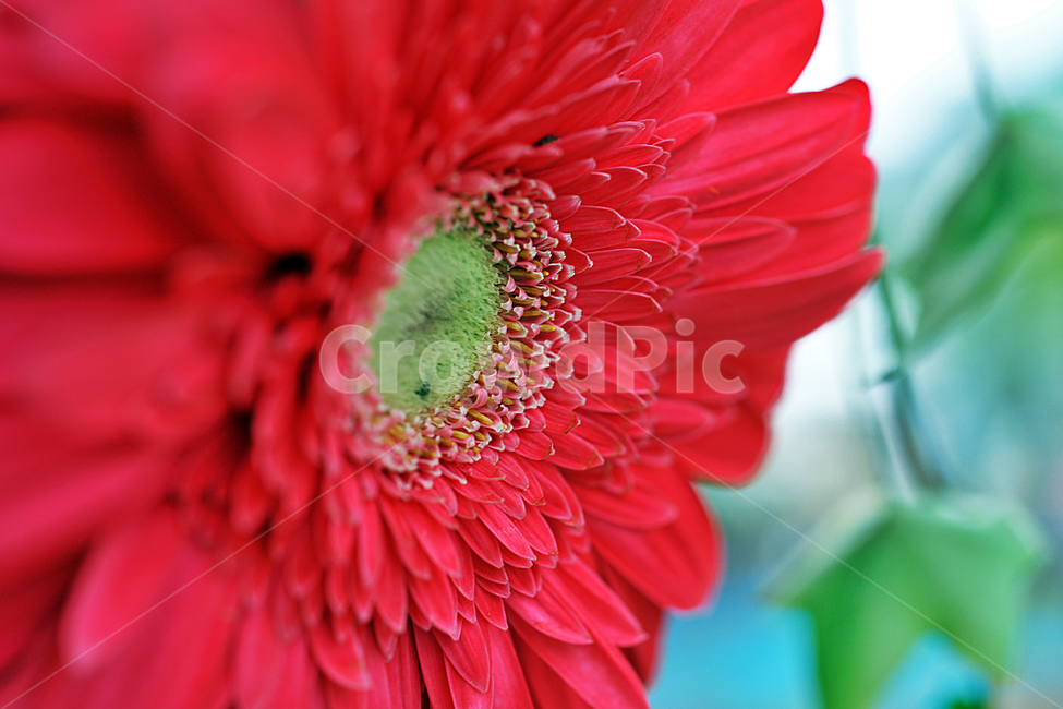 거베라,꽃꽃이용,국화과,꽃,붉은색,화훼장식용,온대성,식물,식물,자연,plants,nature,꽃,flower