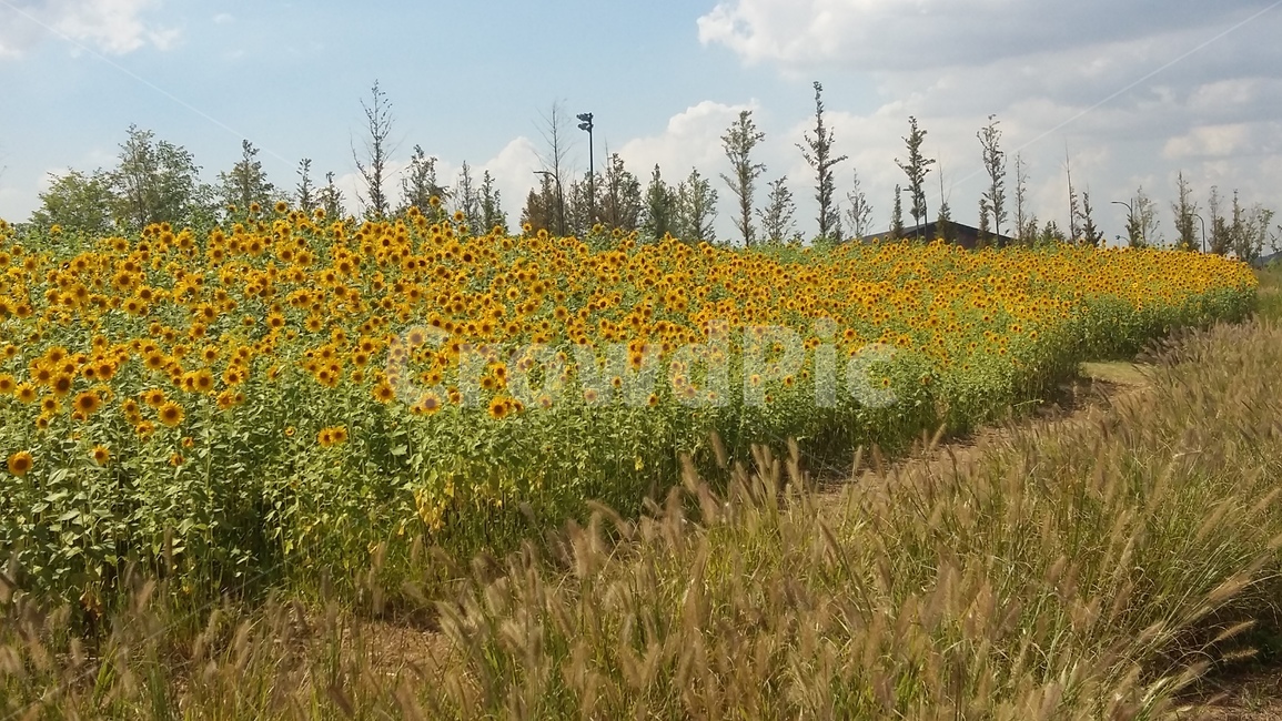 해바라기,꽃,하늘,가을,구름,자연,풍경,nature,landscape,식물,plants,꽃,flower,field,들,grassland,목초지,outdoors,옥외,farm,농장,rural,농촌