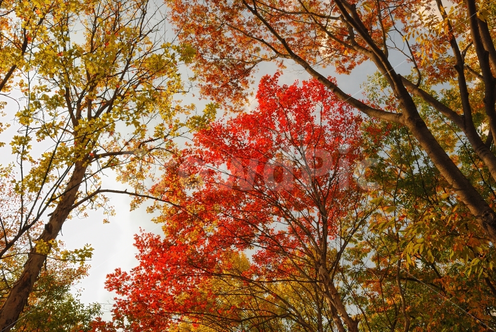 단풍,풍경,배경,자연,낙엽,나무,가을,붉은색,갈색,구름,하늘,산,공원,인천대공원,정원,단독,편집,편집사진,기획,기획사진,포토샵,보정,플라워,계절,시즌,봄,여름,겨울,이벤트,낭만,기다림,그리움,아름다움,감성,들판,가지,소스,디자인,프레임,빨강,노랑,초록,노을,산책,은행나무,하니양,다울,가을,계절,fall,autumn,season,자연,풍경,nature,landscape,식물,plants,나무,trees,wood,leaf,잎,plant,tree,maple