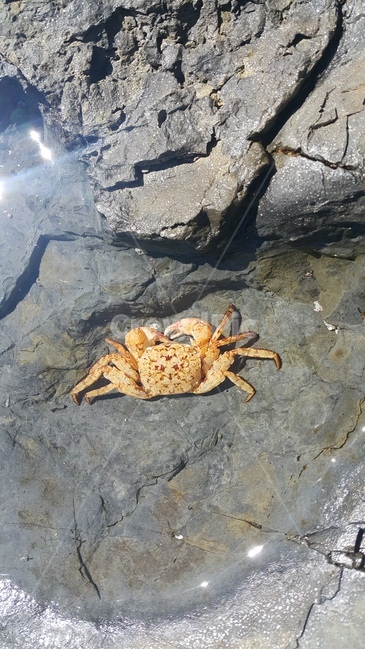 게,바닷가,상족암,바닷게,짠내