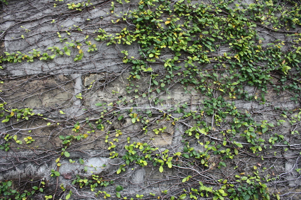 담쟁이,벽,덩쿨,초록,연두,따뜻,식물,자연,plants,nature