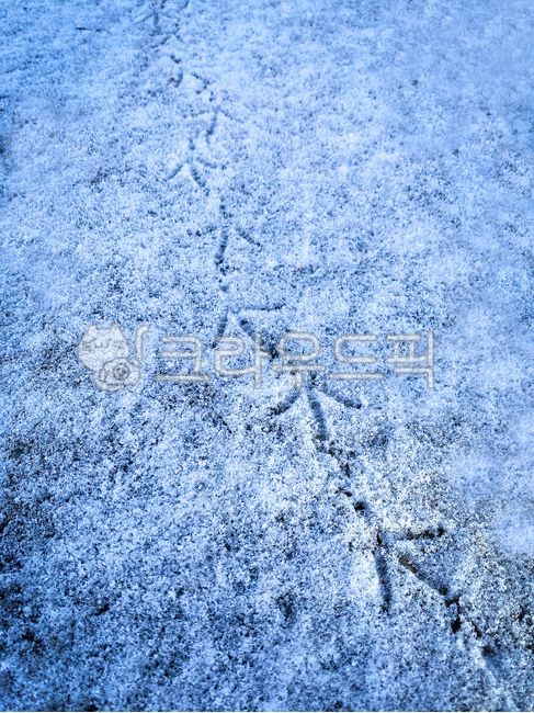 새발자국,눈발자국,겨울,눈,겨울발자취,새발자국모양,쌓인눈,눈밭,겨울분위기,bird,winter,nature,자연