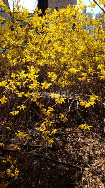 나무,식물,꽃,봄꽃,나무줄기,나무가지,봄,plant,tree,treetrunk,flower,blossom,꽃잎,노란색꽃,개나리
