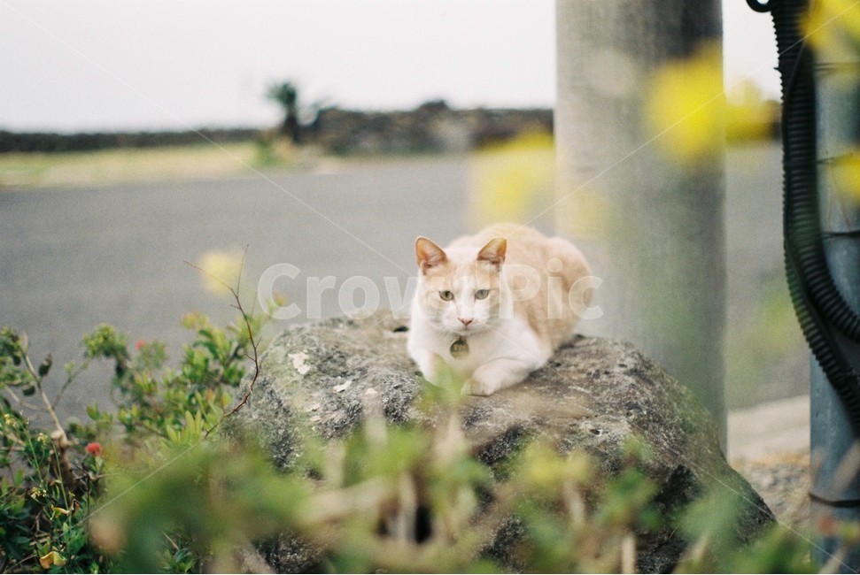 고양이,유채꽃,제주도,예쁜고양이,유채꽃고양이,cat,animal,포유류,jeju,flower,rape,filmcamera,film,필름카메라,필름
