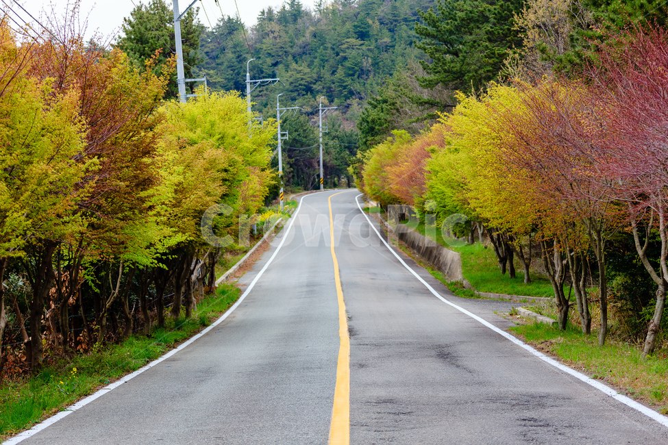 도로,나무,숲,농촌,풍경,가을,가을,계절,fall,autumn,season,자연,풍경,nature,landscape,road,asphalt,아스팔트,highway,고속도로,freeway,고속 도로
