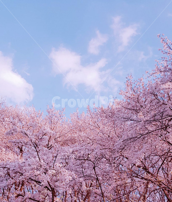 벚꽃,벚꽃놀이,봄,봄풍경,하늘,파란하늘,나들이,자연,풍경,배경화면,핸드폰배경화면,spring,계절,사계절,사쿠라,핑크감성,소녀감성,감성사진,background,꽃,flower,식물,nature,봄,계절,spring,season,자연,풍경,nature,landscape,색깔,색상,색채,색감,color sense,color sensitivity,feeling of color,plant,blossom