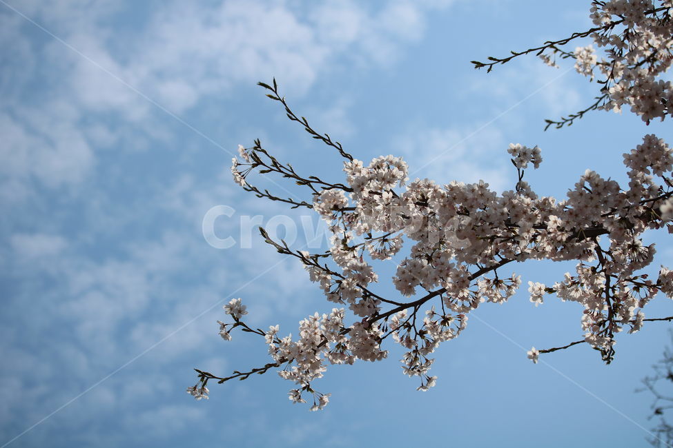 벚꽃,꽃,봄,분홍색,하얀색,갈색,계절,색깔,식물,자연,cherryblossom,pink,brown,white,flower,spring,season,color,plant,nature,봄,계절,spring,season,식물,자연,plants,nature,꽃,flower,나무,trees,wood,blossom