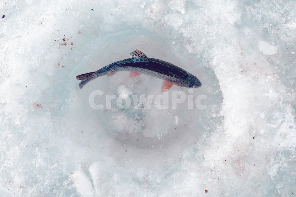 gangwondo,fishing,mountainfishing,icefishing,hole,강원도,낚시,산천어,얼음낚시,구멍