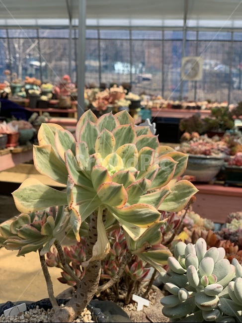 다육,식물,다육이,화분,농장,식물,자연,plants,nature
