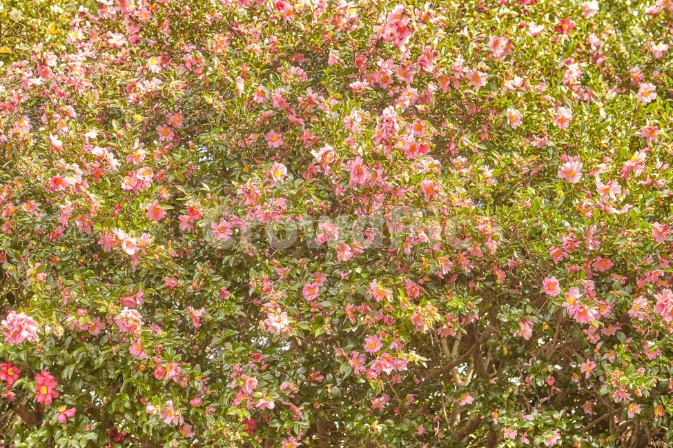 동백꽃,동백군락,제주도,여행,감성,꽃,traval,jeju,포토,사진,스냅,식물,자연,plants,nature,꽃,flower