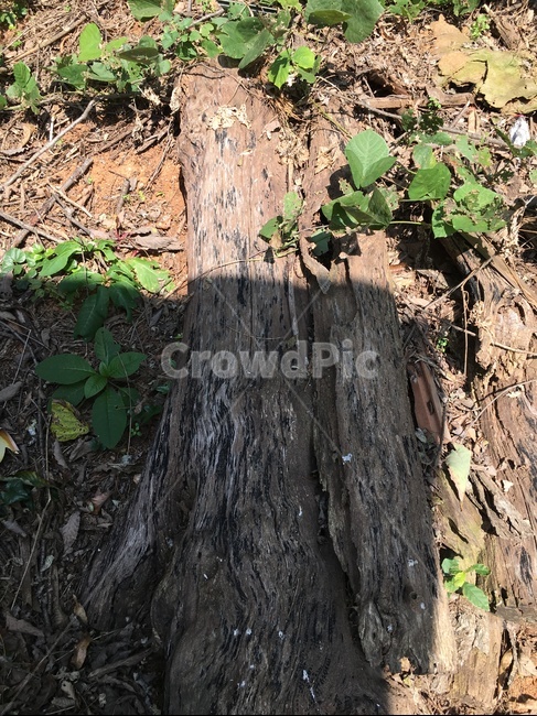 plant,식물,tree,나무,ground,바닥