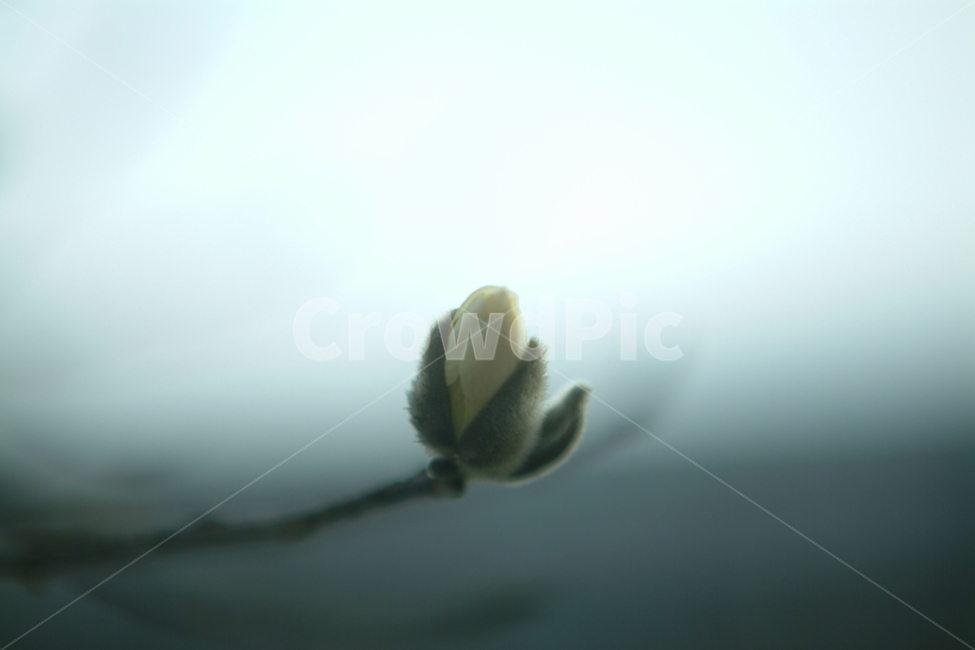 bud,싹,새싹,꽃,blossom,접사,식물,자연,plants,nature