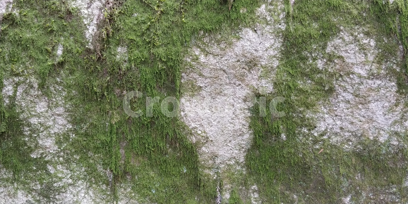 이끼,바위,초록,풀,자연,nature,식물,질감,초록색,회색,산,돌,식물,자연,plants,nature