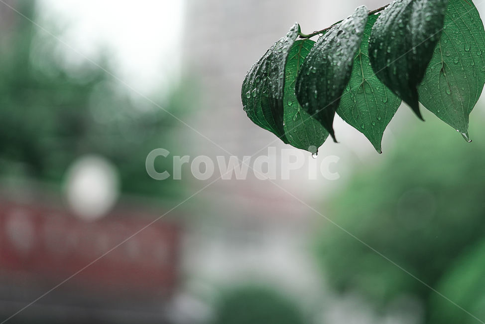 녹색,자연,생물,그린,green,작은물방울,plant,식물,leaf,잎,droplet,식물,자연,plants,nature