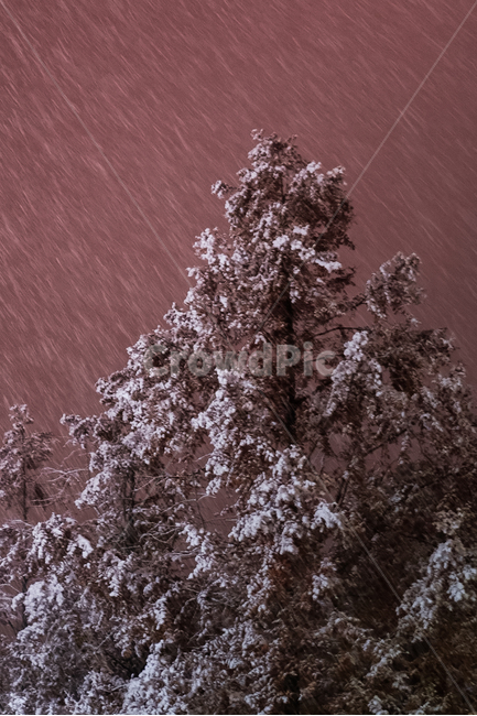 tree,snow,눈,나무,눈보라,snowing,red,color,colorful,겨울,계절,winter,season,야경,밤,풍경,nightscape,night,landscape,식물,자연,plants,nature,나무,trees,wood,plant,outdoors,옥외