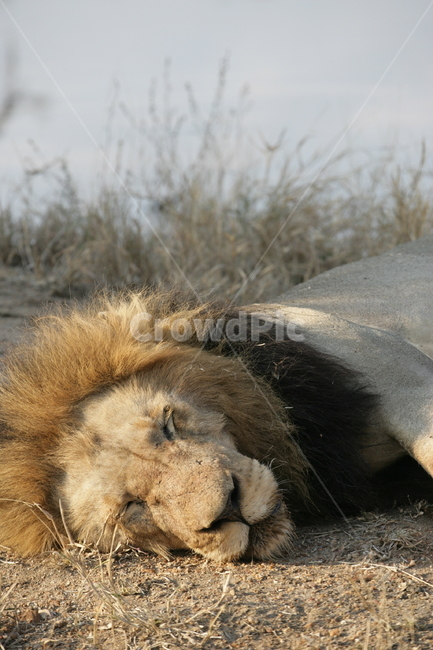 wildlife,야생동물,mammal,포유류,동물,animal,사자,lion,숫사자,사파리,동물,animal,포유류,mammal