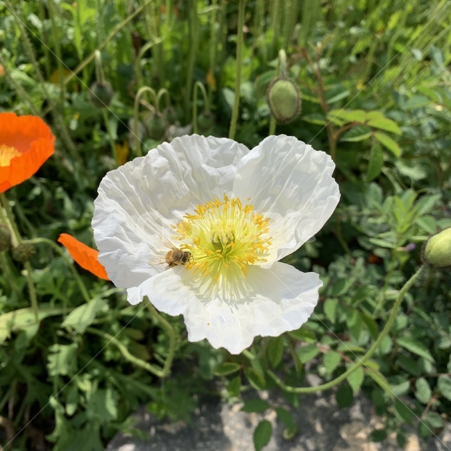 꽃,벌,꿀벌,봄,flower,bee