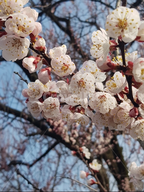 plant,식물,cherryblossom,벚꽃,flower,꽃,blossom,봄꽃