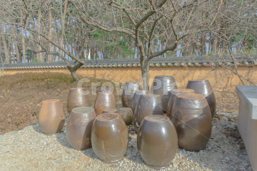항아리,pot,brown,장독대,나무,tree