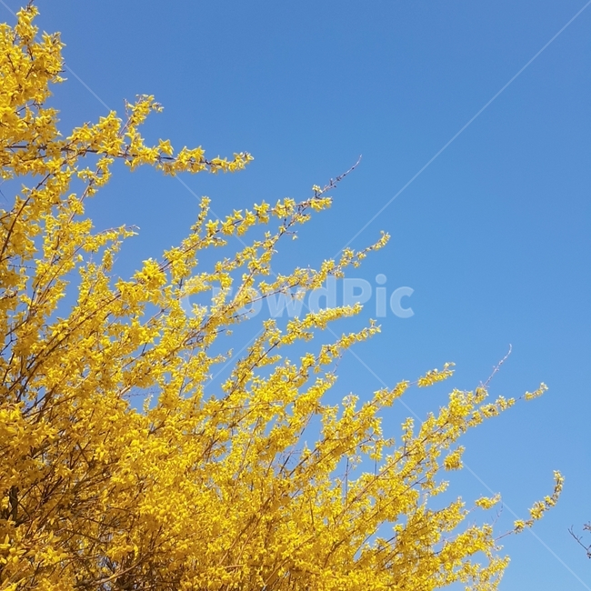 봄,개나리,노란색,꽃,파란색,하늘색,하늘,봄꽃,식물,봄,계절,spring,season