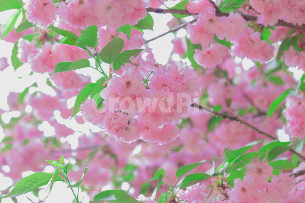 꽃,봄,꽃잎,꽃놀이,벚꽃,겹벚꽃,봄사진,봄,계절,spring,season,식물,자연,plants,nature,꽃,flower,plant,blossom,cherry blossom