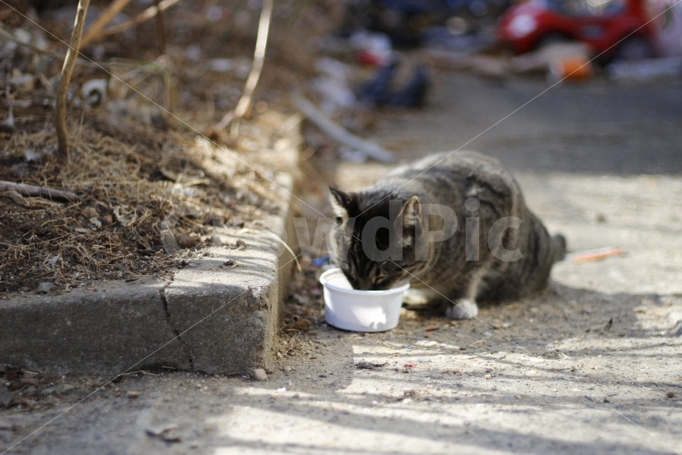 고양이,반려동물,유기묘,길냥이,애완동물,cat,pet,kitten,아기고양이,코숏,코리안숏헤어,동물,animal,햇살,햇볕,일광욕,sunshine,캣맘,캣대디,동물,animal,고양이,cat,kitten,kitty,포유류,mammal