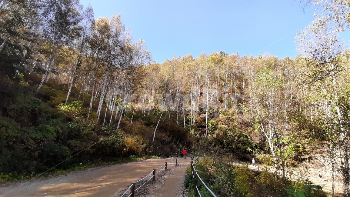 가을풍경,단풍,산행,나무,하늘,숲,풍경,자연,tree,등산로,숲길,산책로
