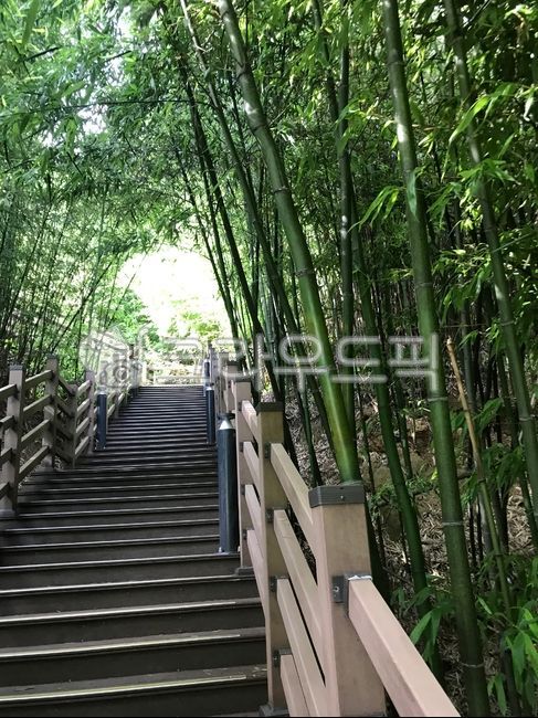 계단,대나무길,대나무계단,대나무,길