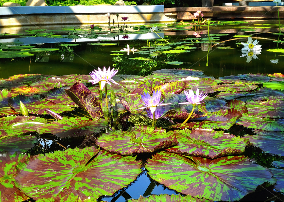 plant,식물,lily,백합,blossom,flower,꽃,연꽃,연,호수,수면,수중식물