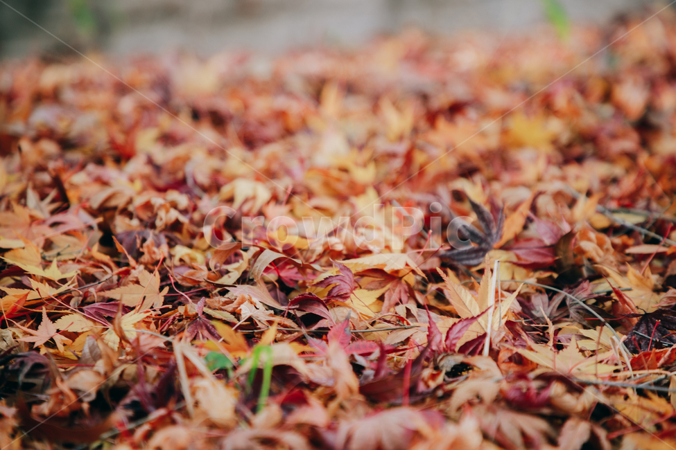 가을,단풍,나뭇잎,나무,붉은,빨간,잎,잎사귀,가을,계절,fall,autumn,season,leaf,plant,식물