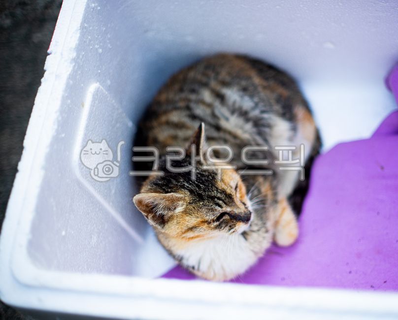 stray cat,Styrofoam,mammal,cat,winter,animal,mammalia,pet,home
