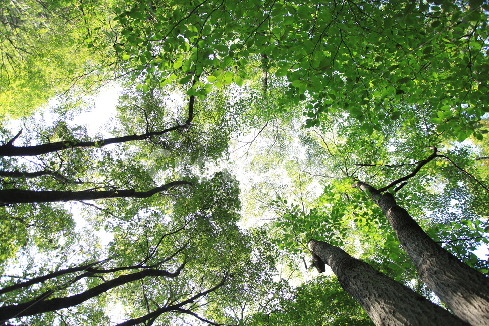 녹음,여름,희망,숲,초록,나뭇잎,자연,풍경,nature,landscape,식물,plants,나무,trees,wood,tree,plant,tree trunk,나무 줄기