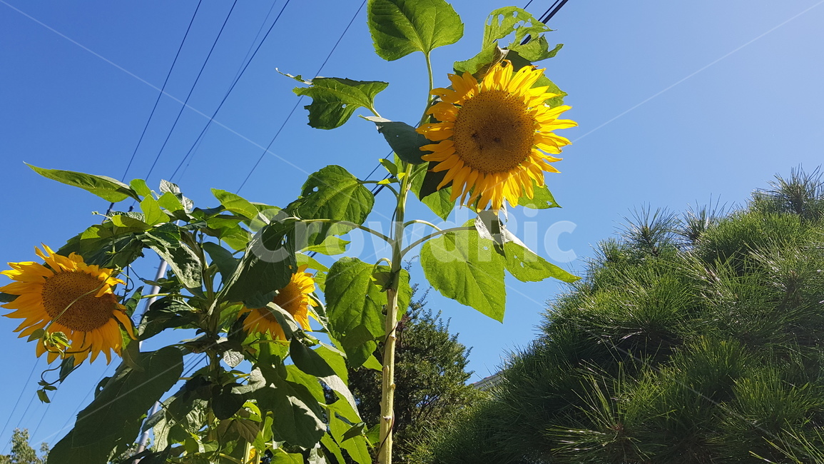 꽃,해바라기,식물,햇빛,노랑,초록,자연,파랑,하늘,sunlight,sunflower,sunny,맑은,yellow,flower,시골