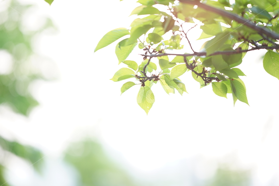 봄,잎,나무,그린,녹색,식물,잎사귀,빛,생명,풍경,green,감성사진,감성,식물,자연,plants,nature,휴식,힐링,rest,relaxation,healing