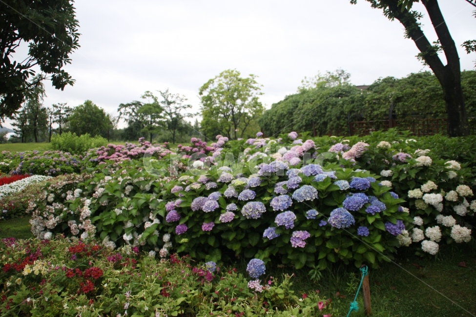 꽃,순천,흐림,비,나무,자연,풍경,nature,landscape,식물,plants,꽃,flower,outdoors,옥외,plant